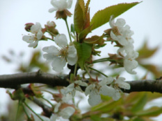 Prunus aviumZoete kers bestellen